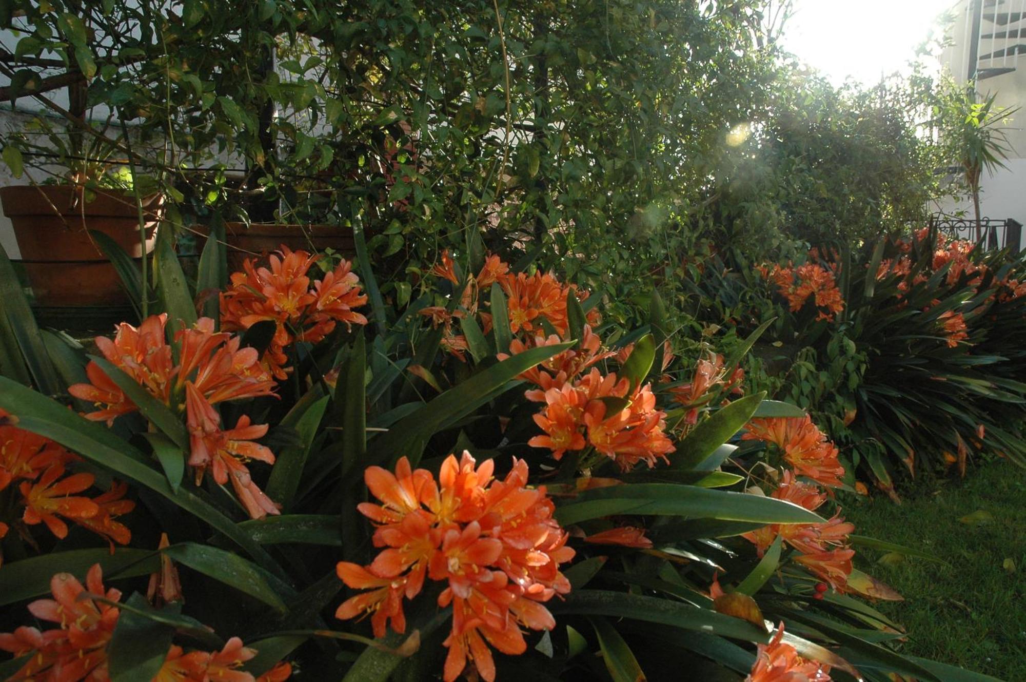 Il Giardino Dei Gigli Διαμέρισμα Meta Εξωτερικό φωτογραφία