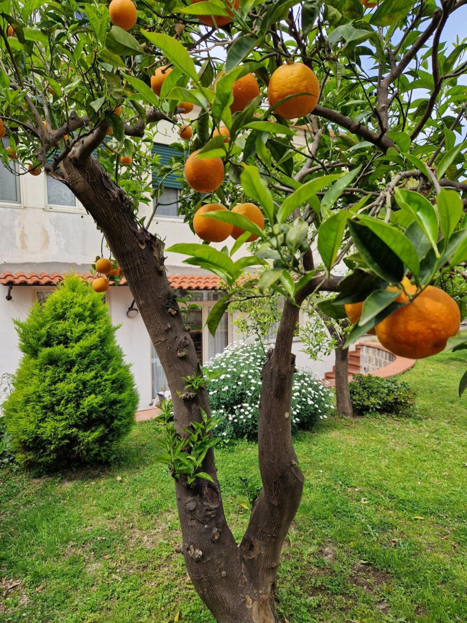 Il Giardino Dei Gigli Διαμέρισμα Meta Εξωτερικό φωτογραφία